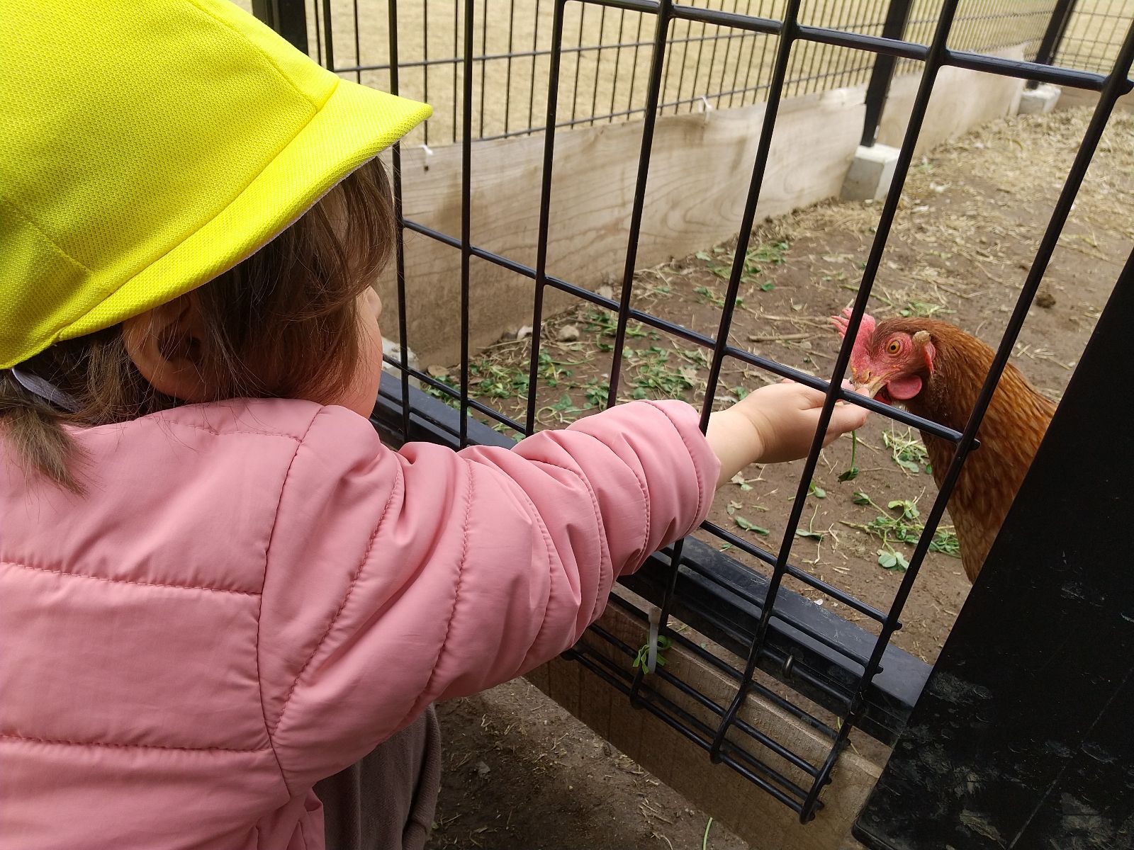 鶏に餌をあげる子ども