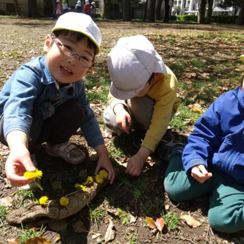 摘んだタンポポの花を並べる子どもたち