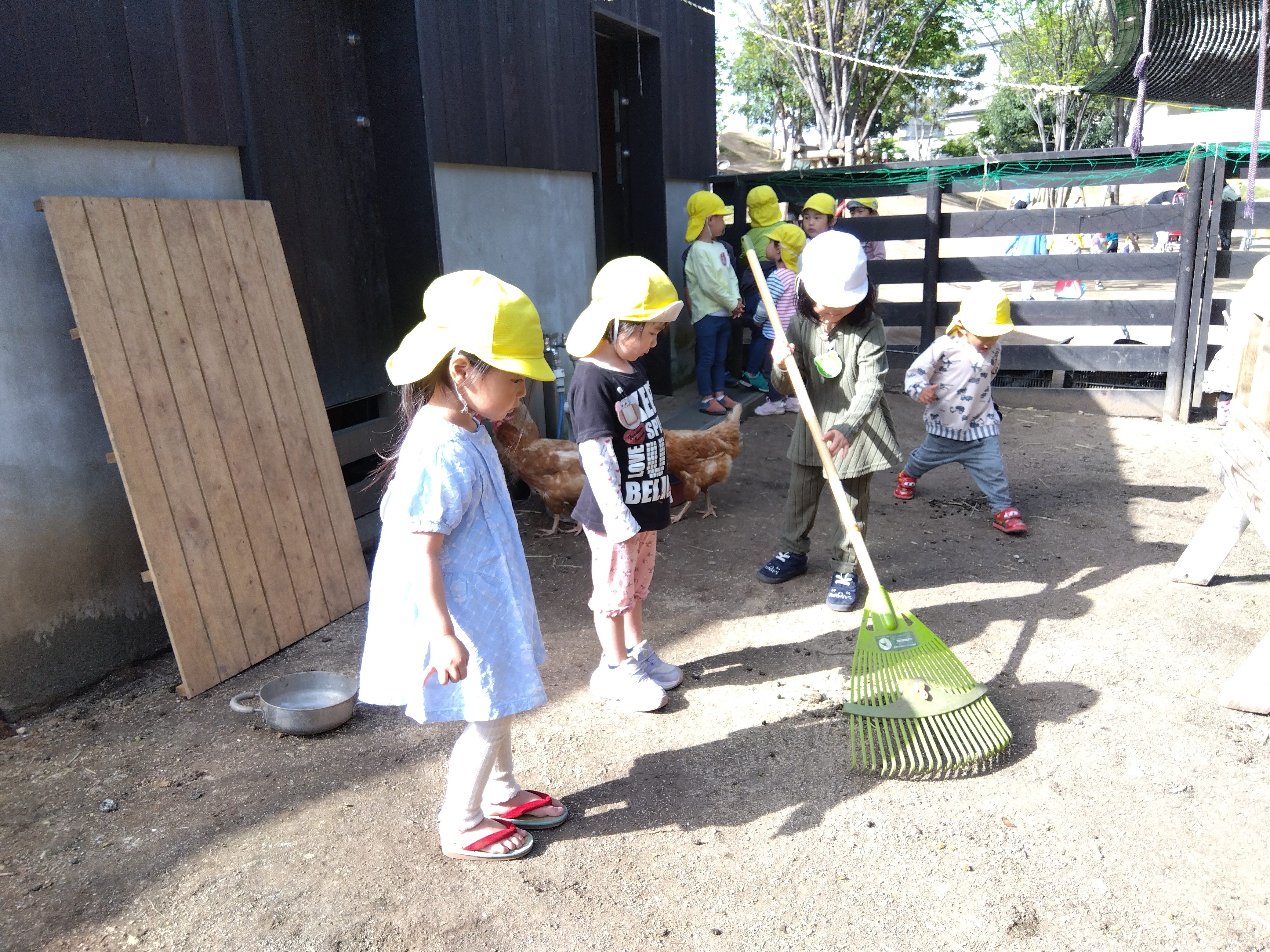 ヤギ小屋掃除の様子