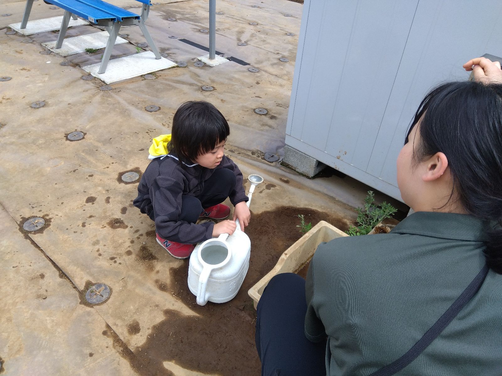 水やりの様子
