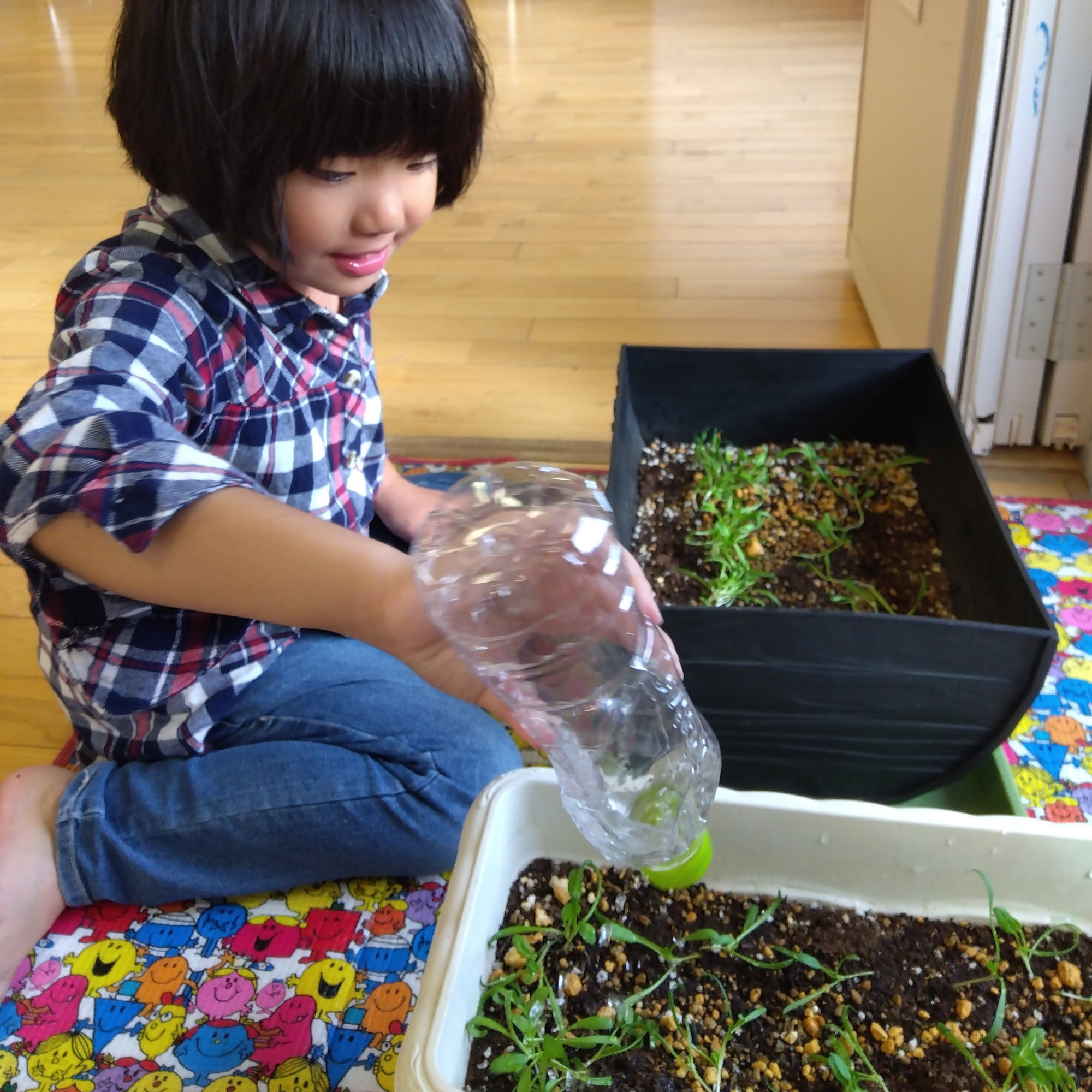 プランターの植物に水やりをする子ども