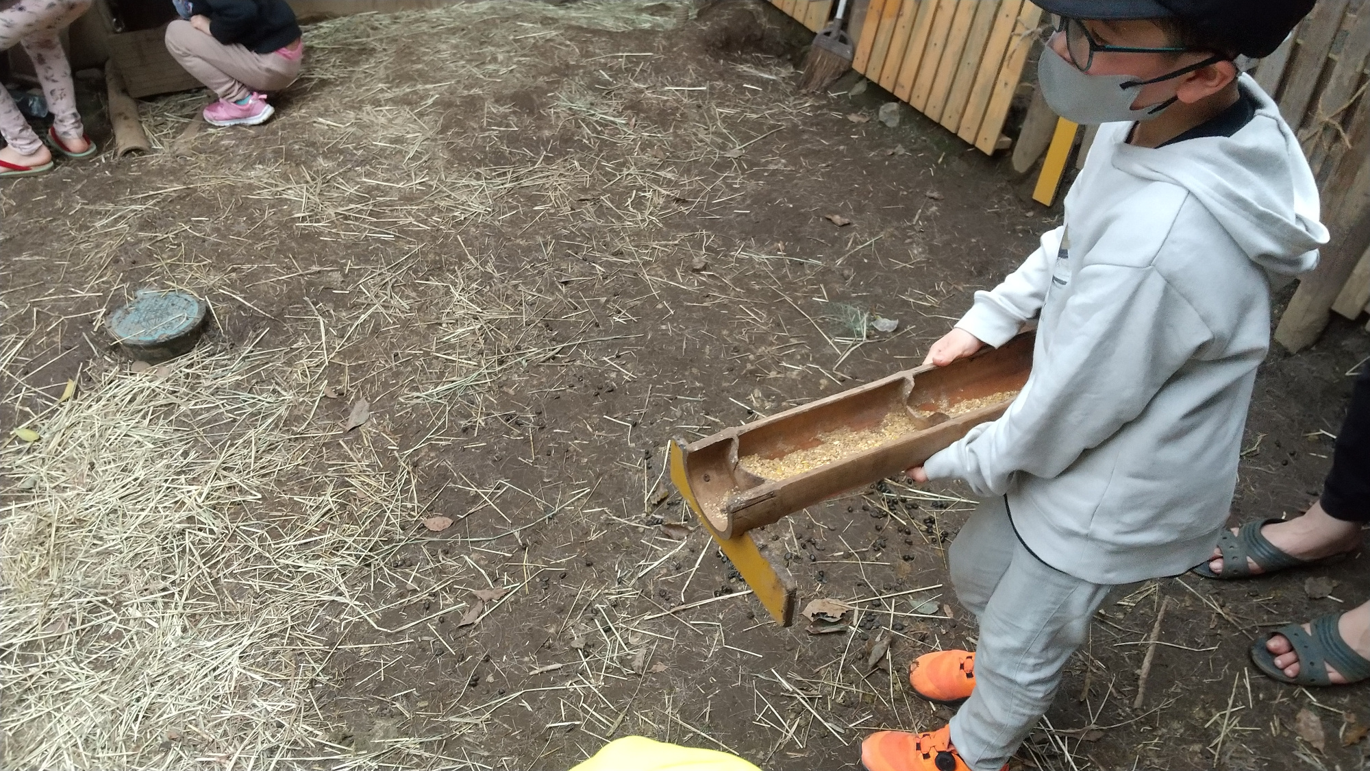 鶏の餌を用意する子ども