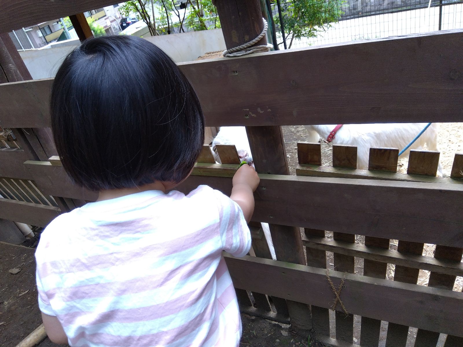 ヤギに餌をあげる子ども