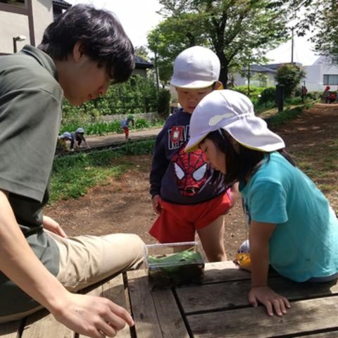 保育園に持ち帰ったオタマジャクシを観察する子どもたち