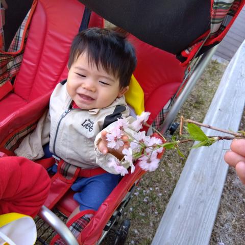 桜に触れる子どもの様子