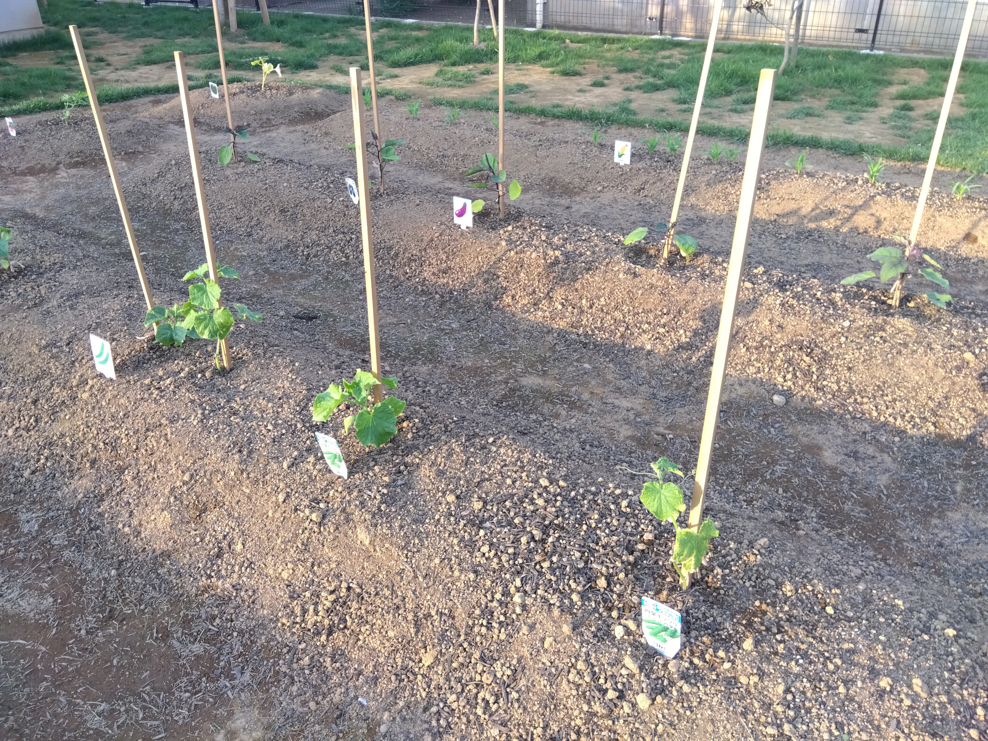 畑で野菜が成長する様子