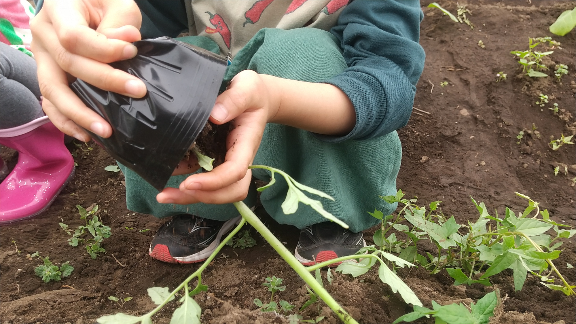 畑に苗を植える子どもの様子