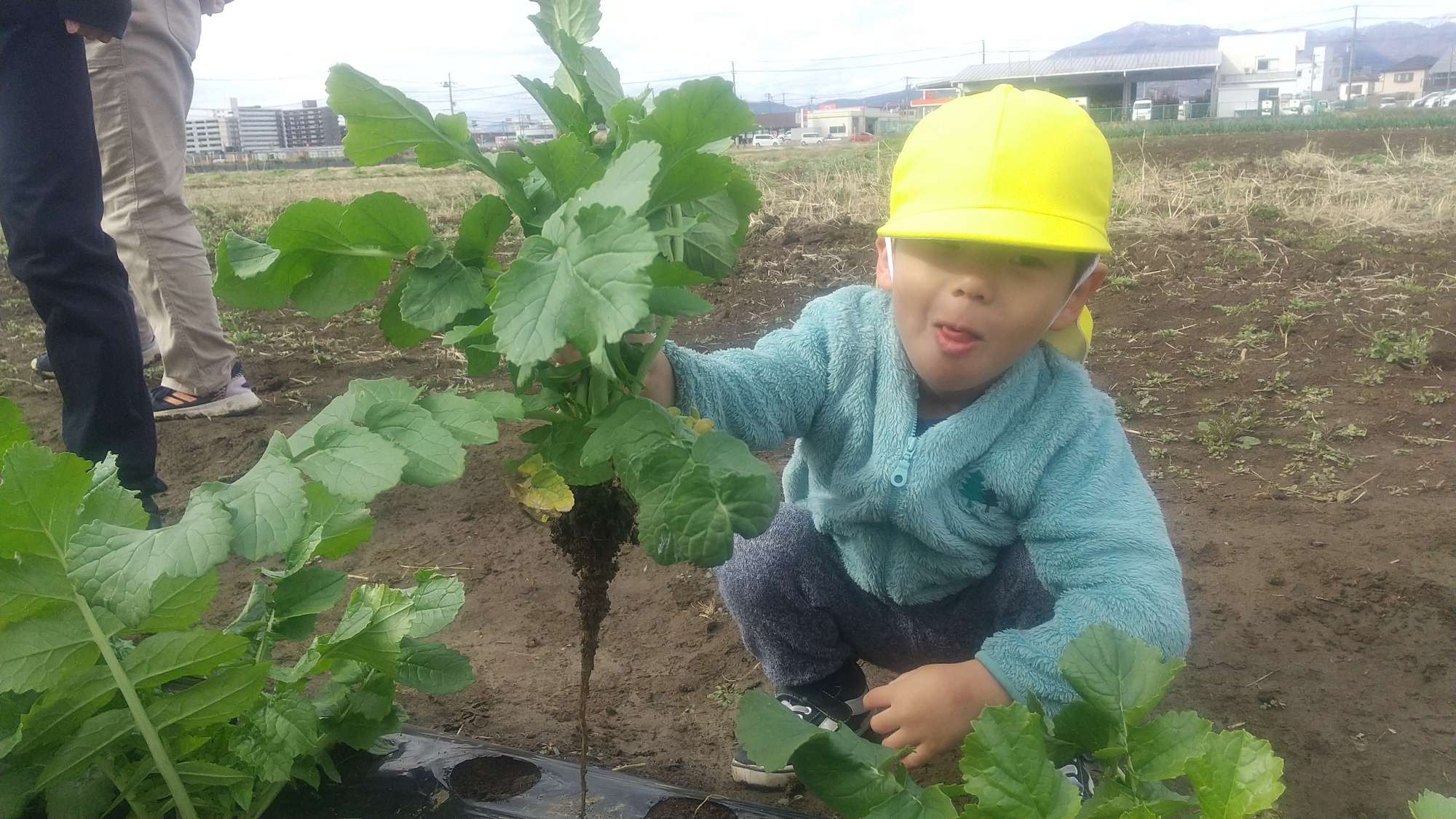 畑で野菜を収穫する子ども