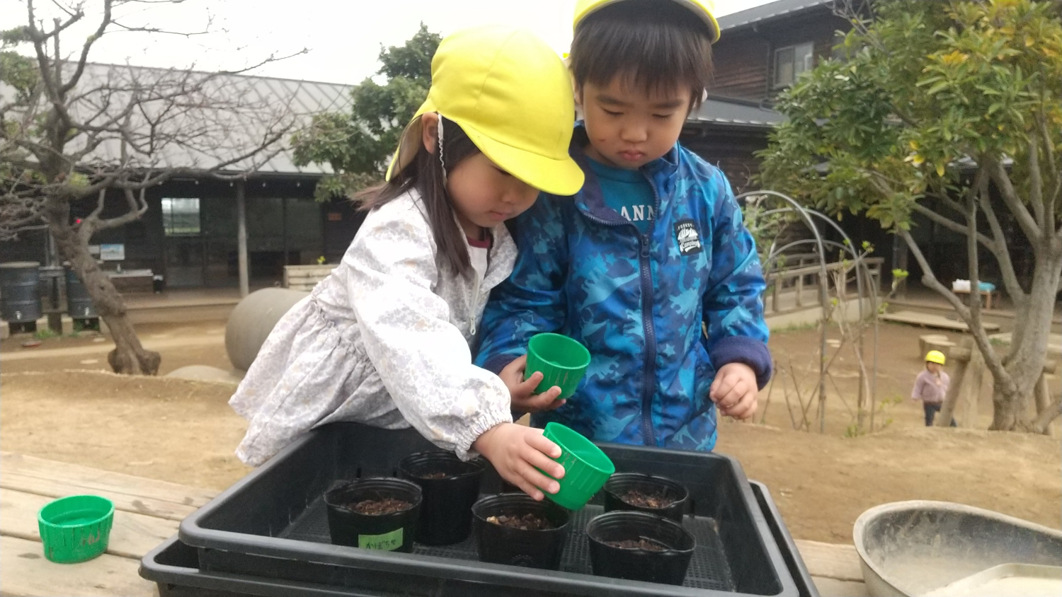 ポットで育てているかぼちゃの種に水をあげる子どもたち