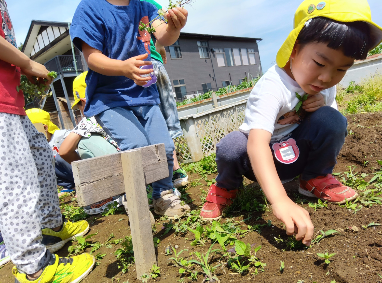 畑の雑草を抜く子どもたち