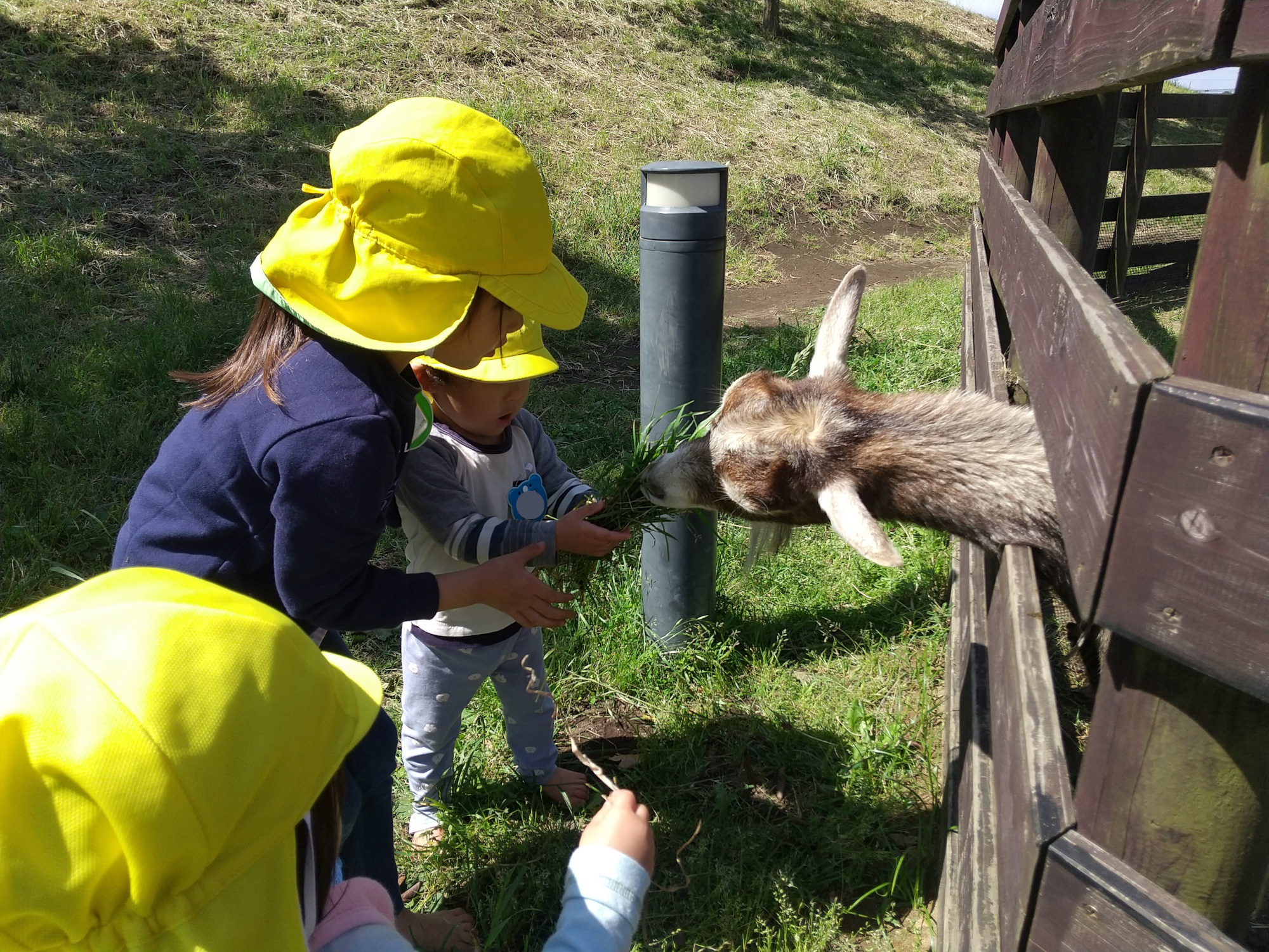 ヤギのはなちゃんに餌をやる様子