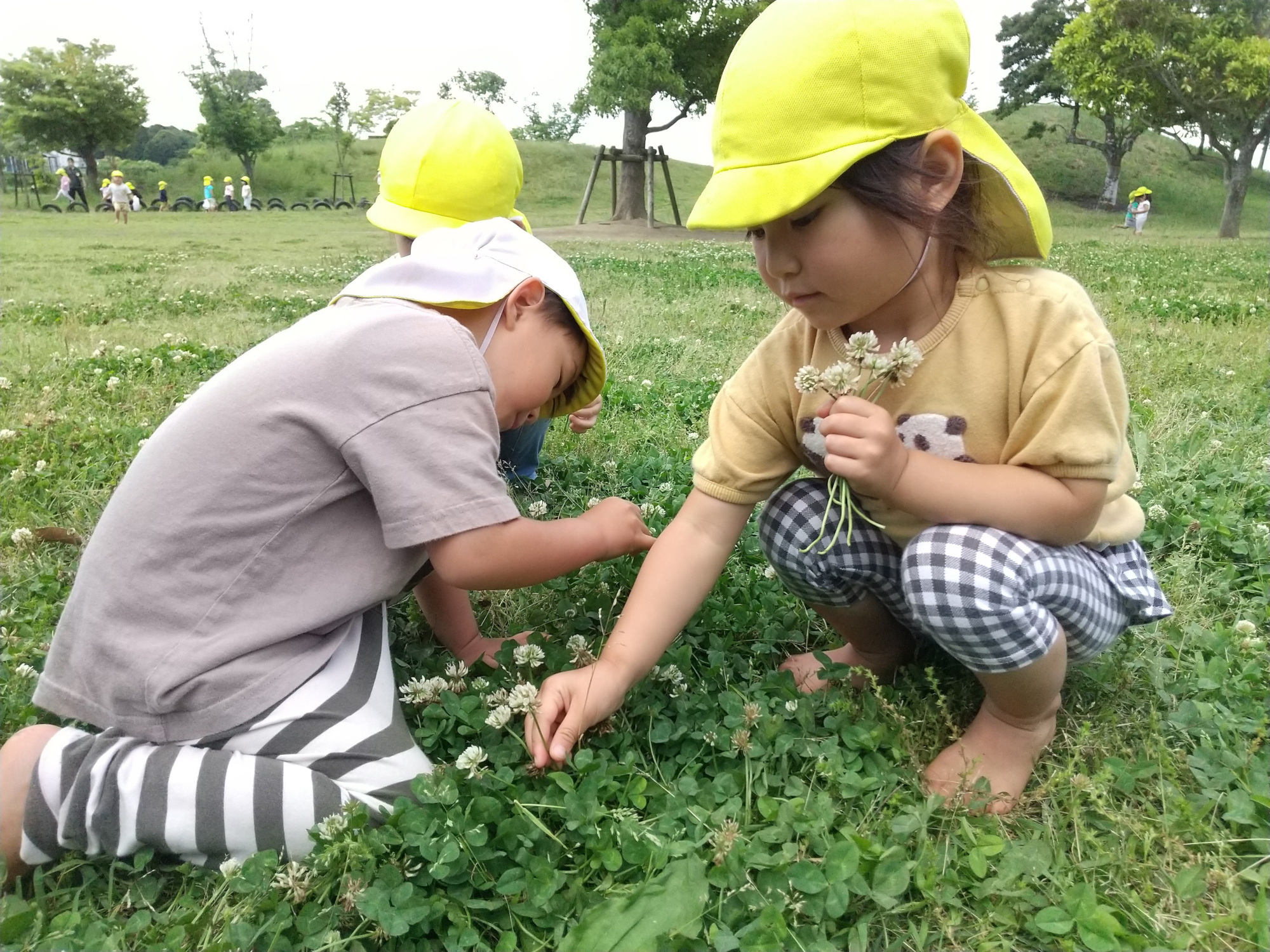 園庭でシロツメクサを摘む子どもたち