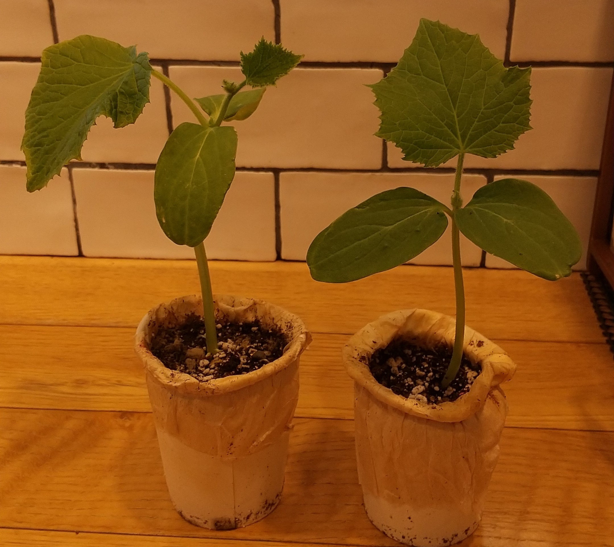 野菜の苗