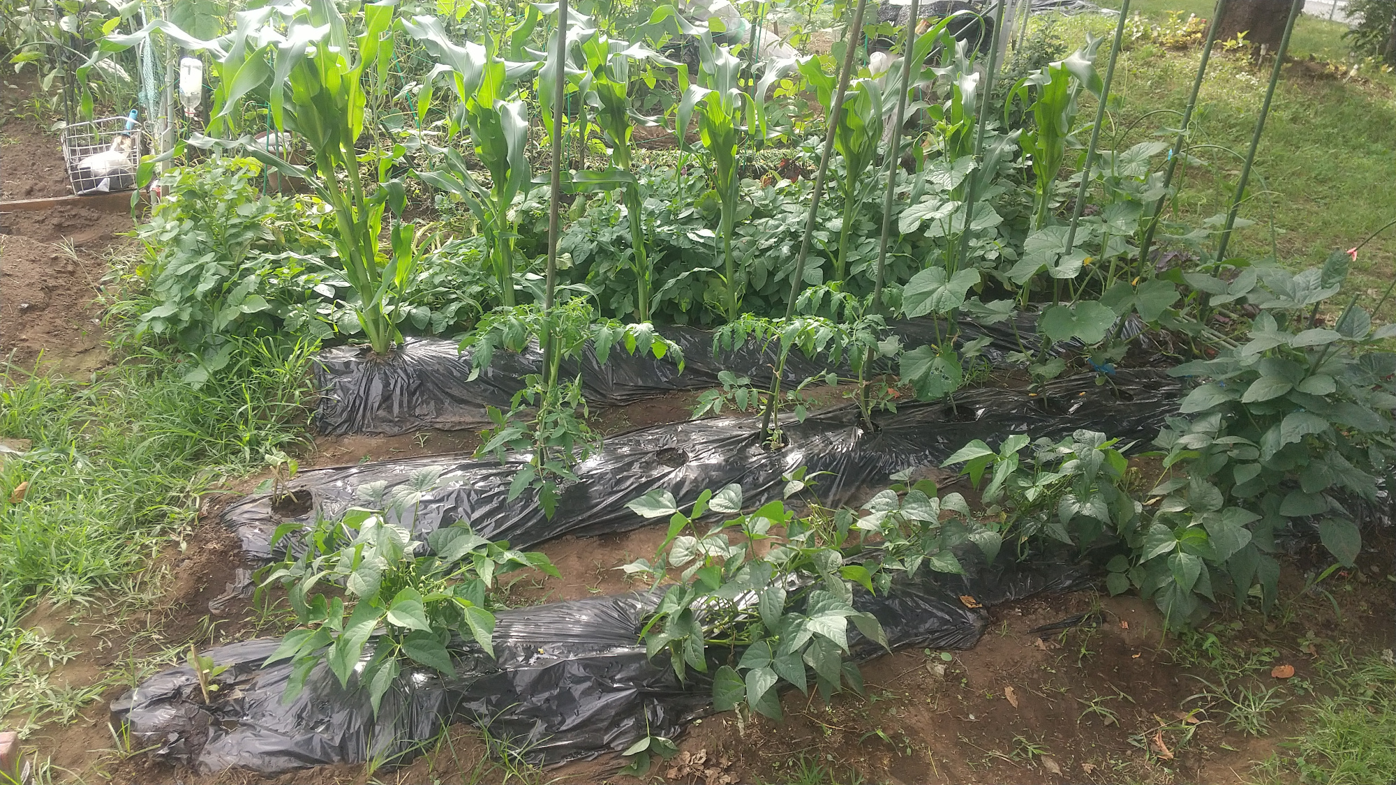 野菜が育っている畑の様子