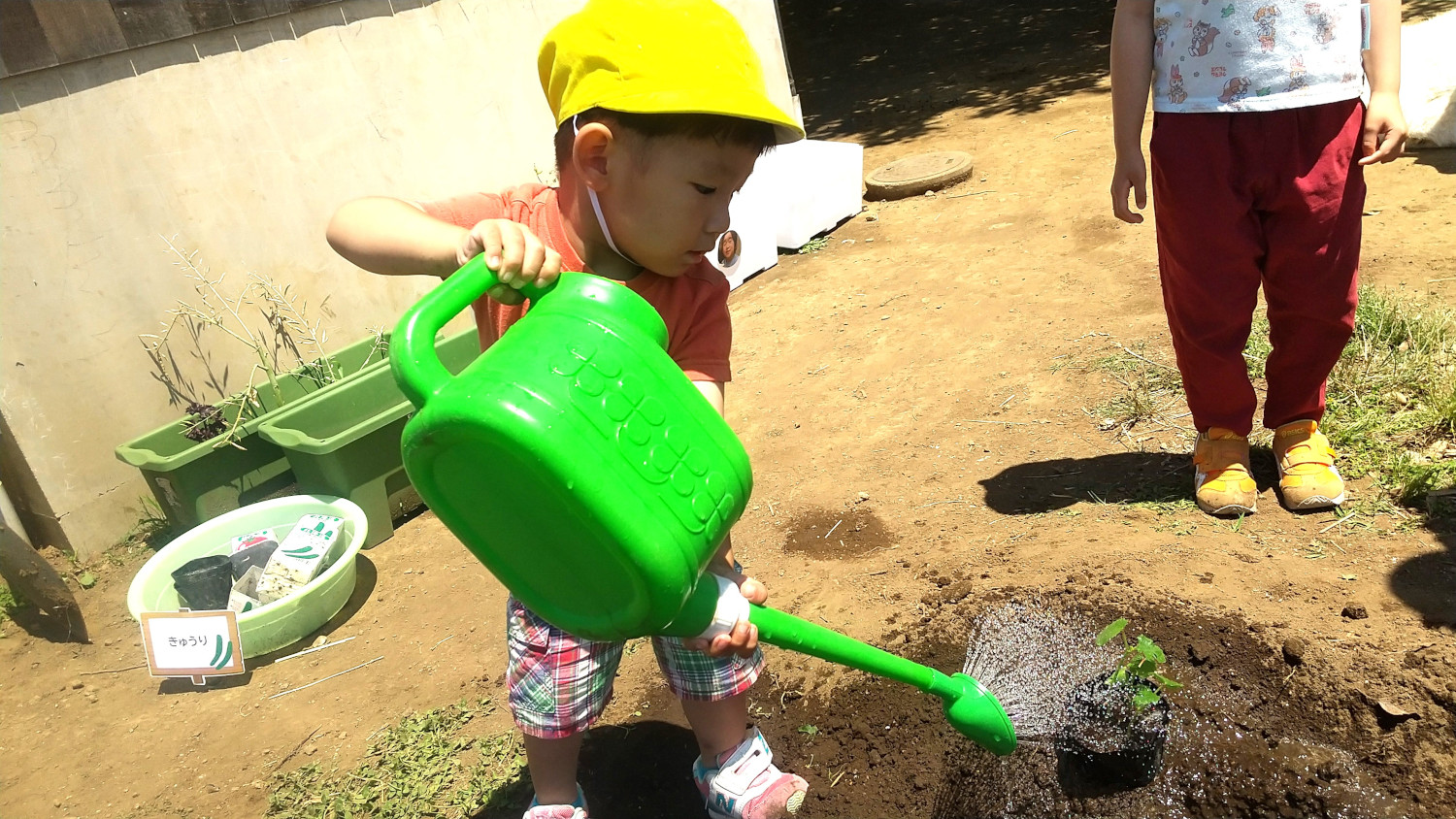 畑の土に水をあげる子ども