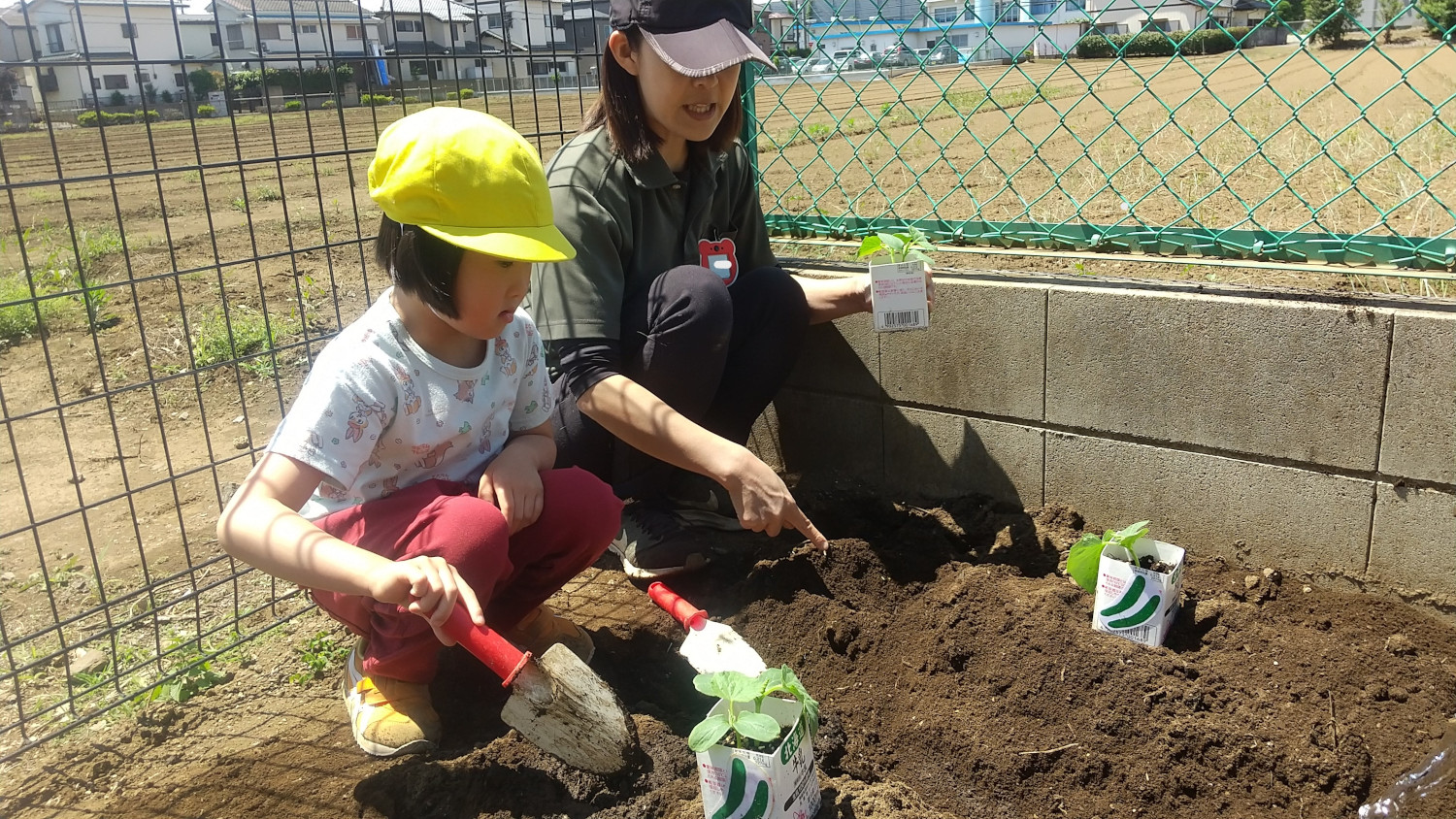プランターで育てた苗を畑に移す子ども