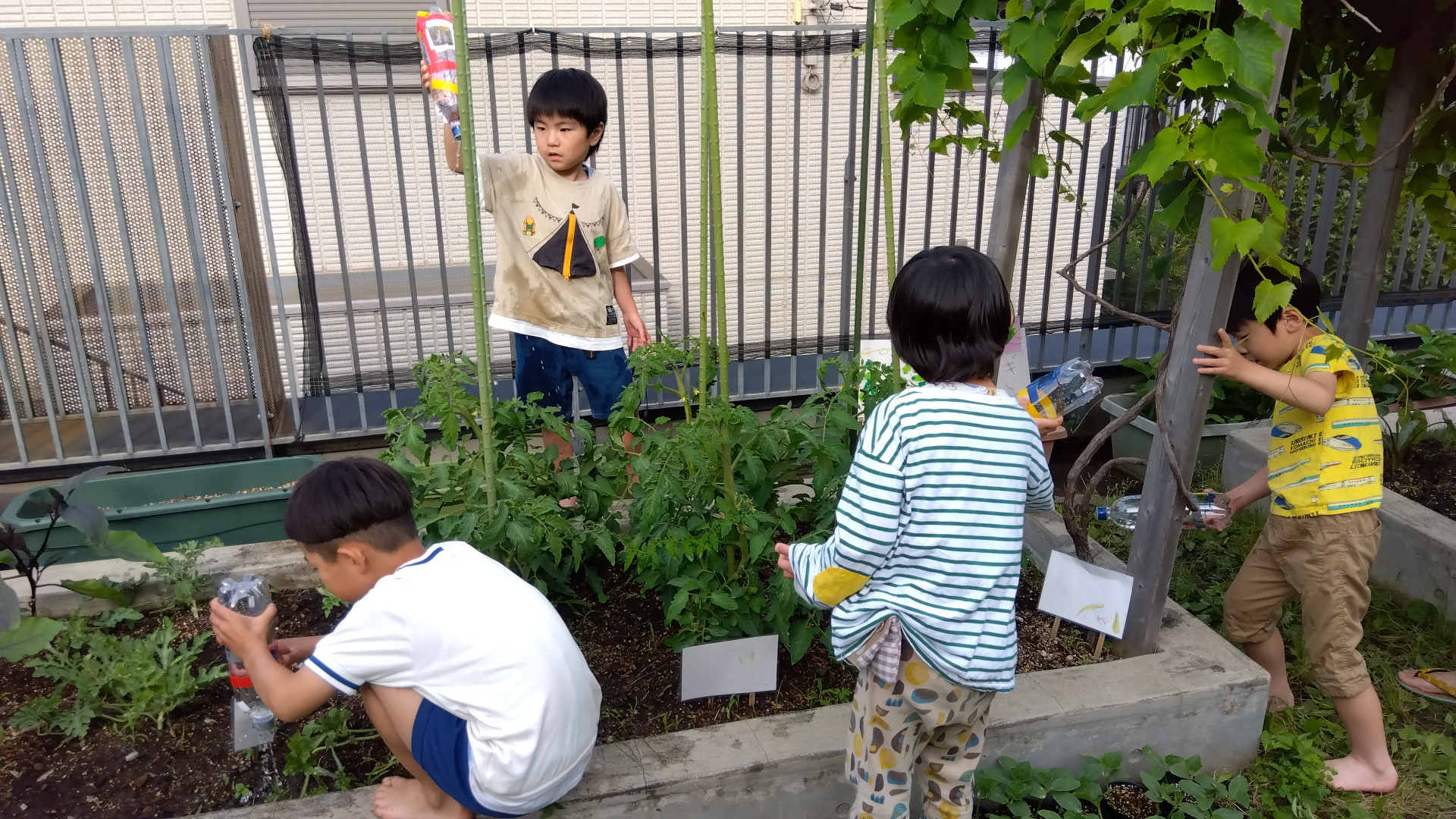 手作りのじょうろで畑に水を上げる子どもたち