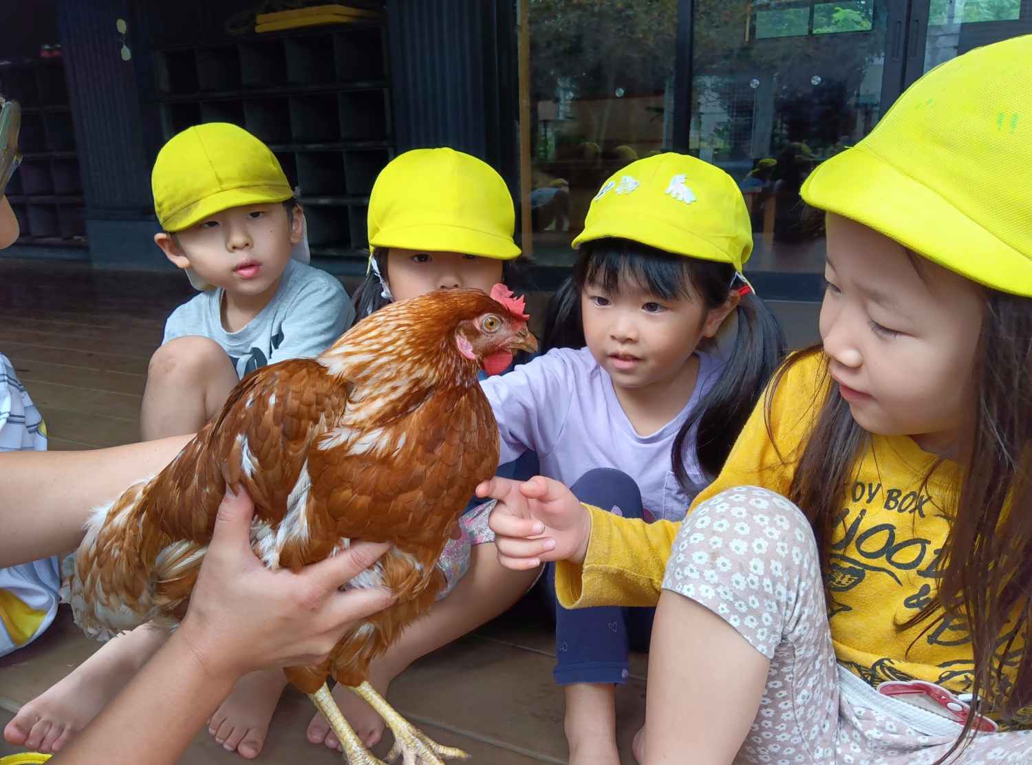 鶏に触れて温かさを感じる子どもたち