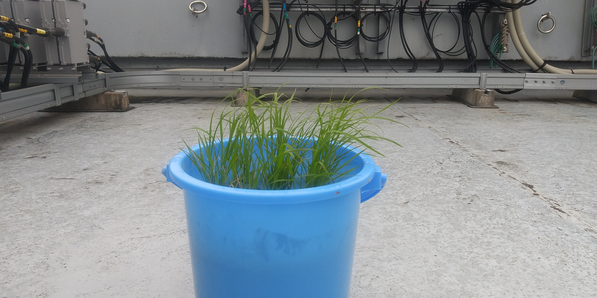 植えたばかりの頃の稲。