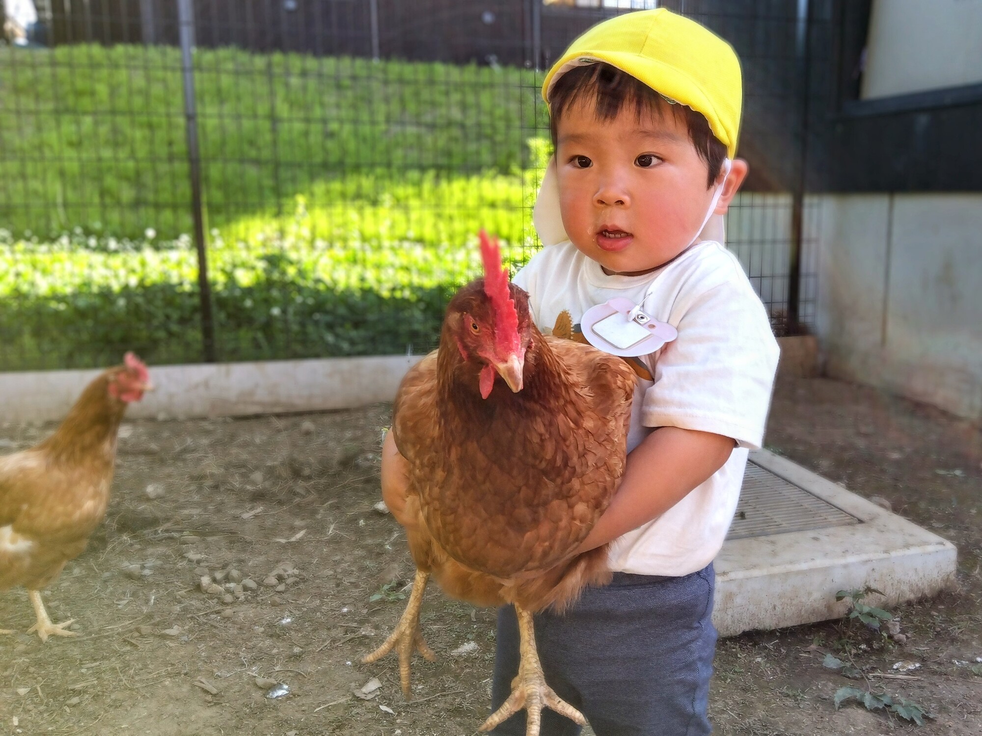 鶏を抱える2歳児の様子