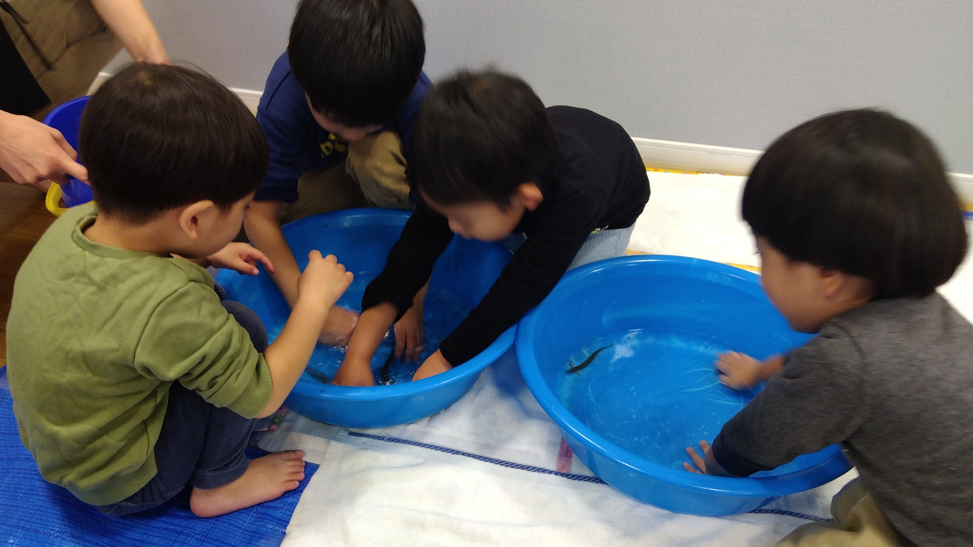 ドジョウを捕まえる子どもたちの様子