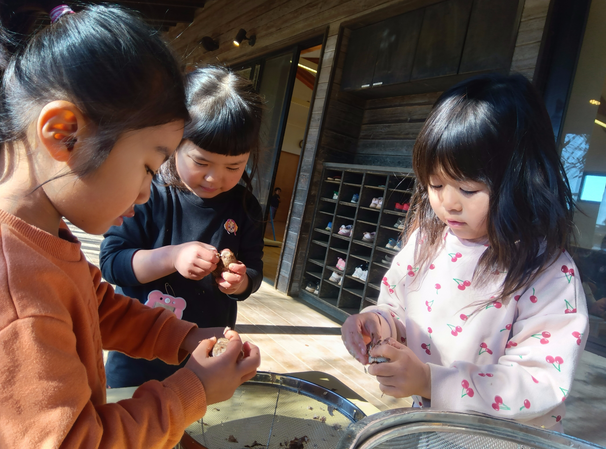 里芋の皮をむく子どもたち