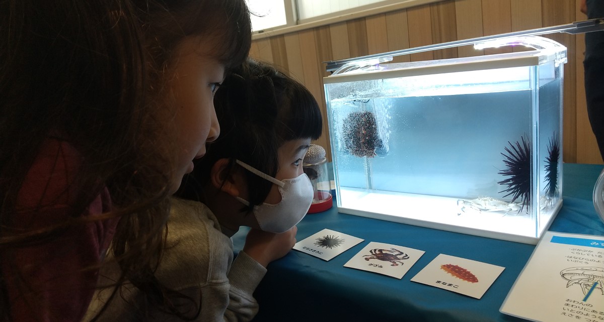 水槽のウニを観察する子どもたち