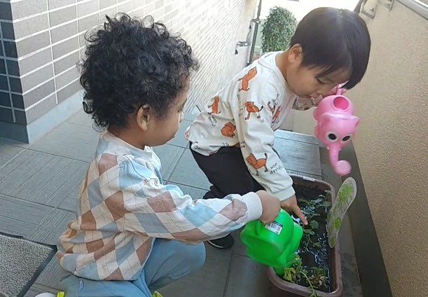ブロッコリーに水やりをする様子