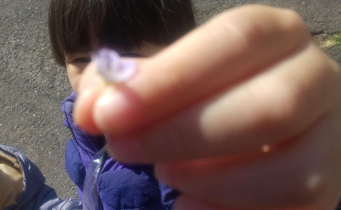 摘んだ花を見せる子どもの様子