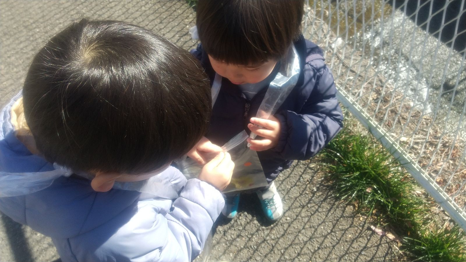 集めた草花を袋に入れる子どもたち