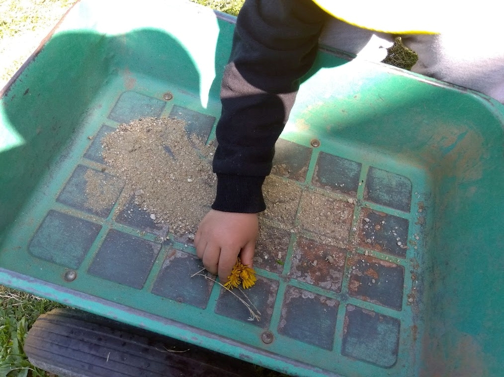 一輪車にたんぽぽの花を入れる子ども
