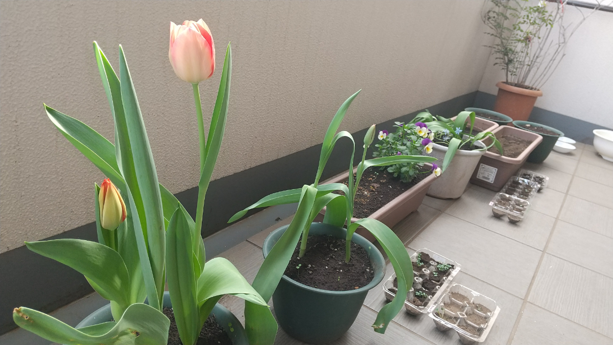 チューリップの花