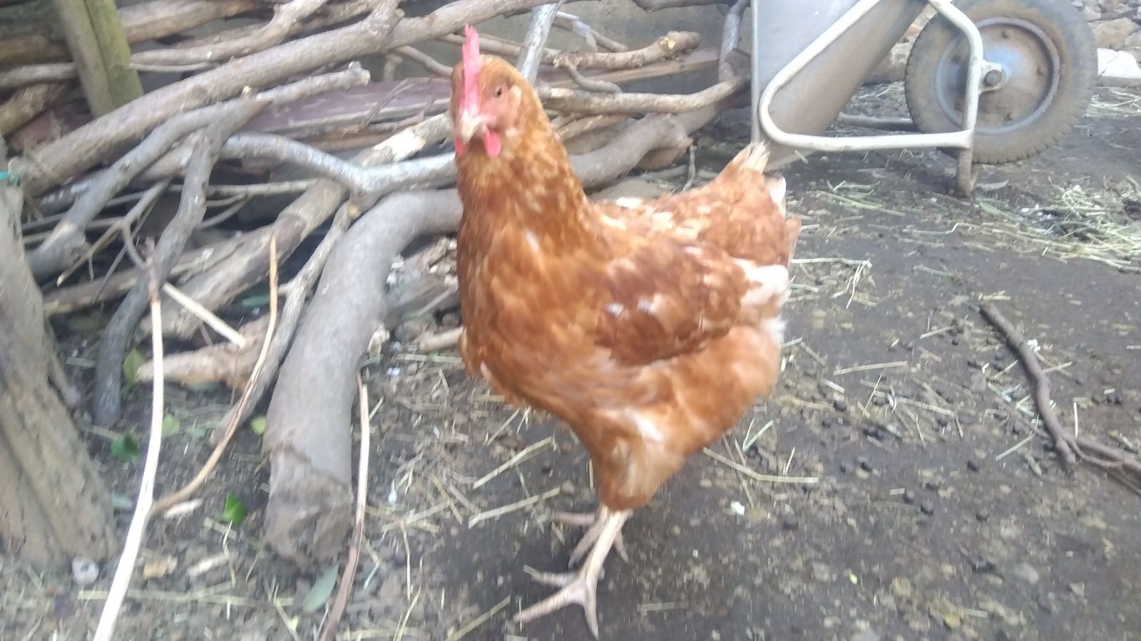 池上どろんこ保育園で飼育している鶏