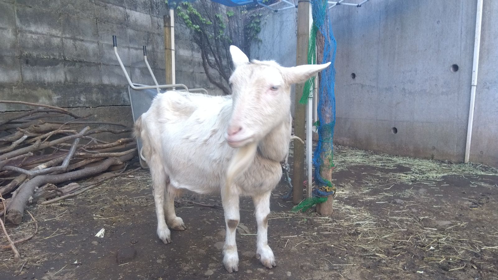 池上どろんこ保育園で飼育しているヤギのミルクちゃん