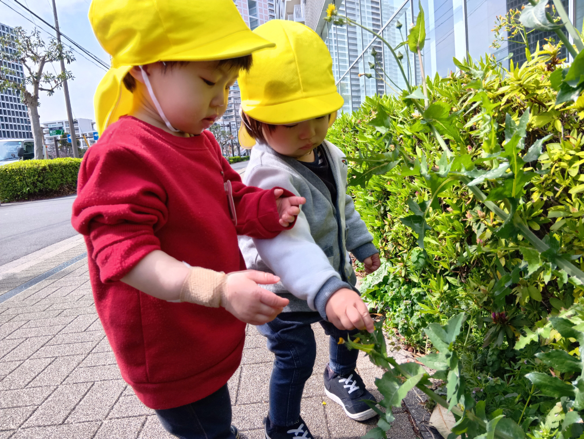 タンポポを摘む子どもたち