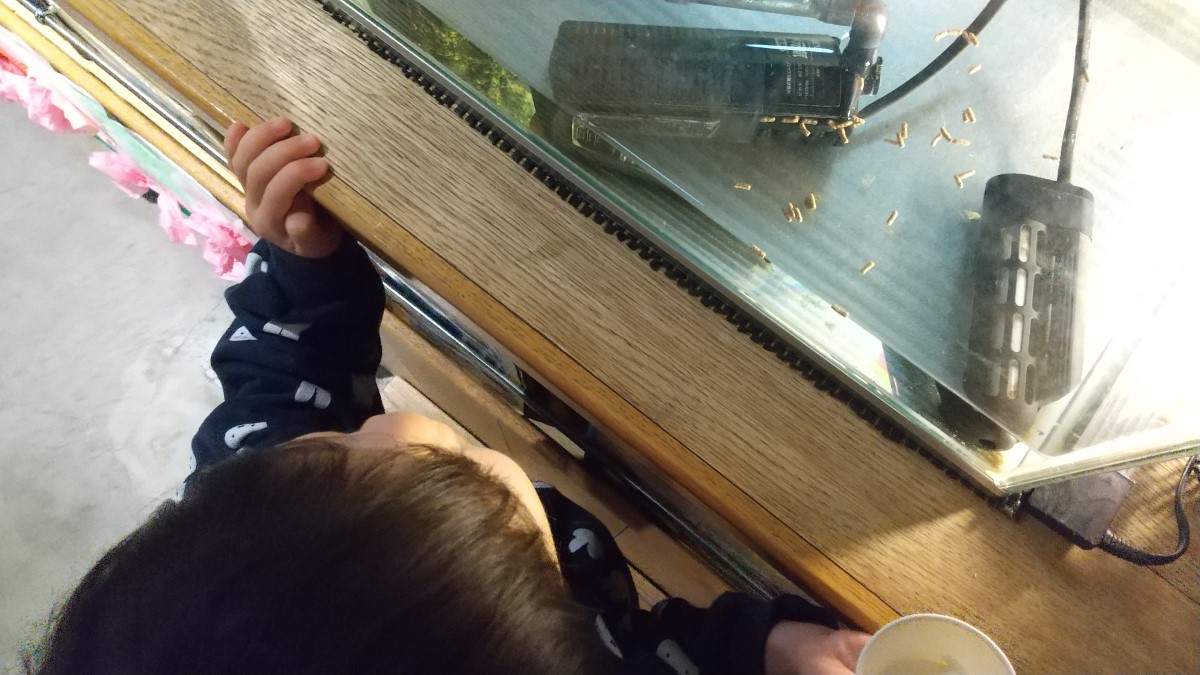 かめきちを観察する子ども