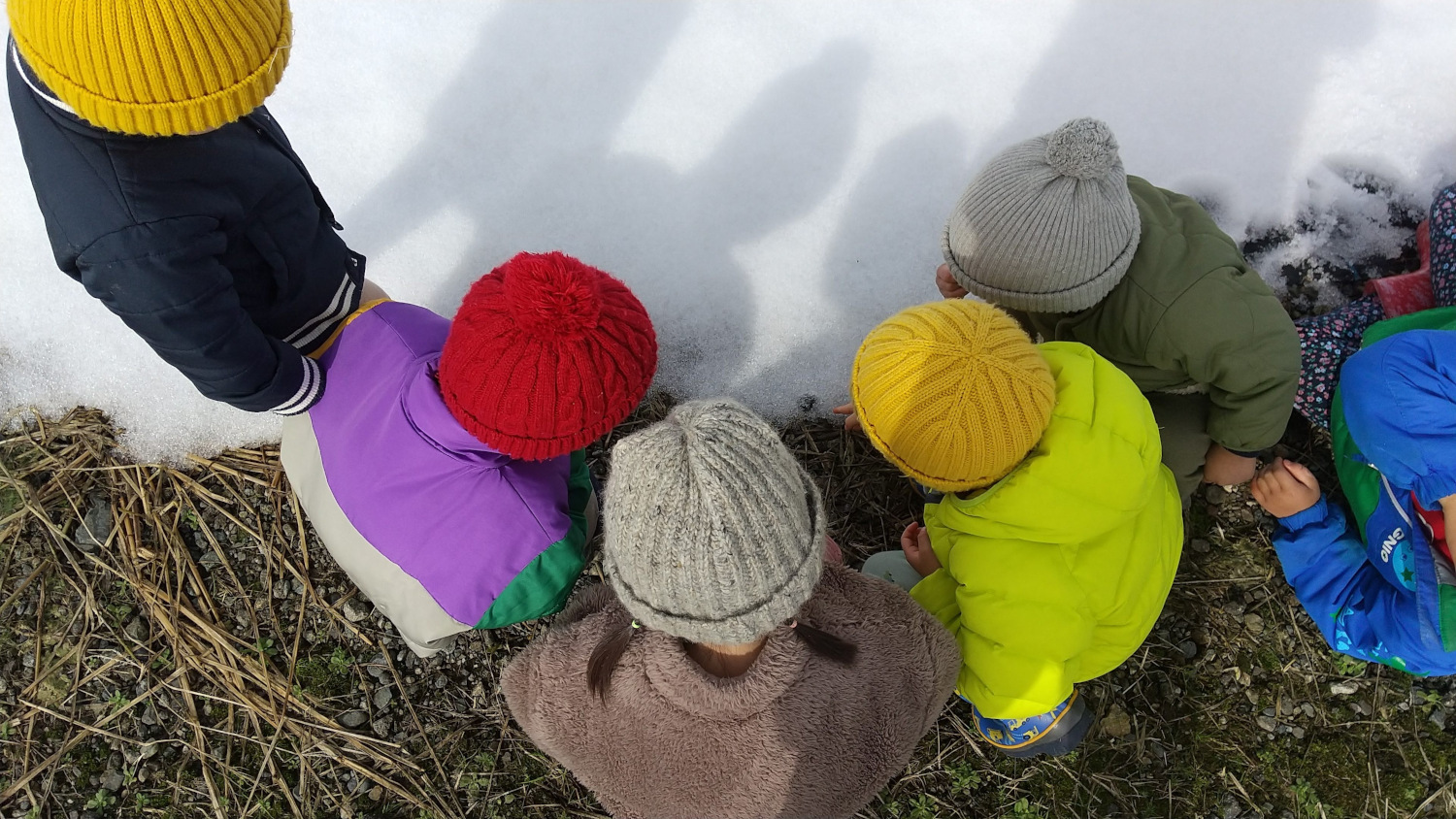 雪の中にいる蛙を観察する子どもたち