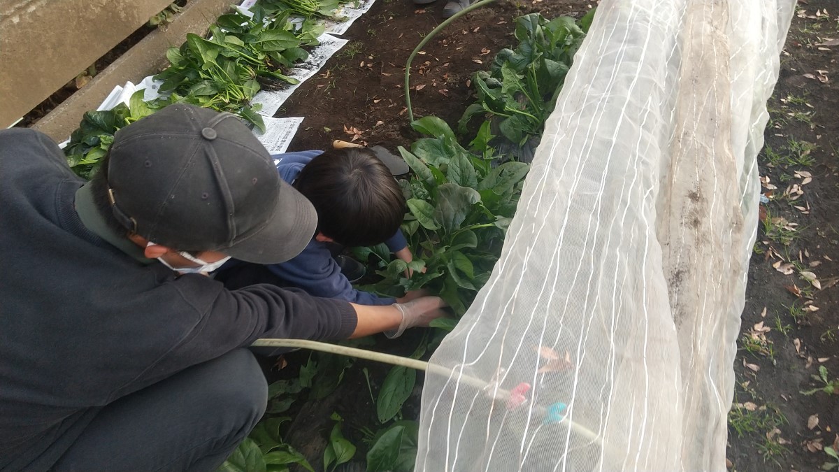 畑でほうれん草を収穫する子どもの様子