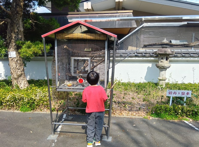 リスを眺める子ども