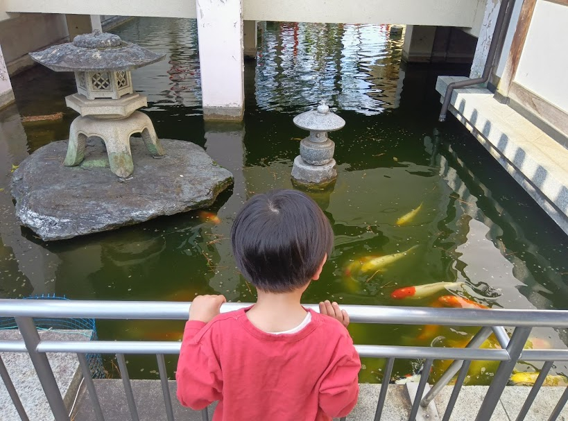 池をのぞき込んで鯉を見る子ども