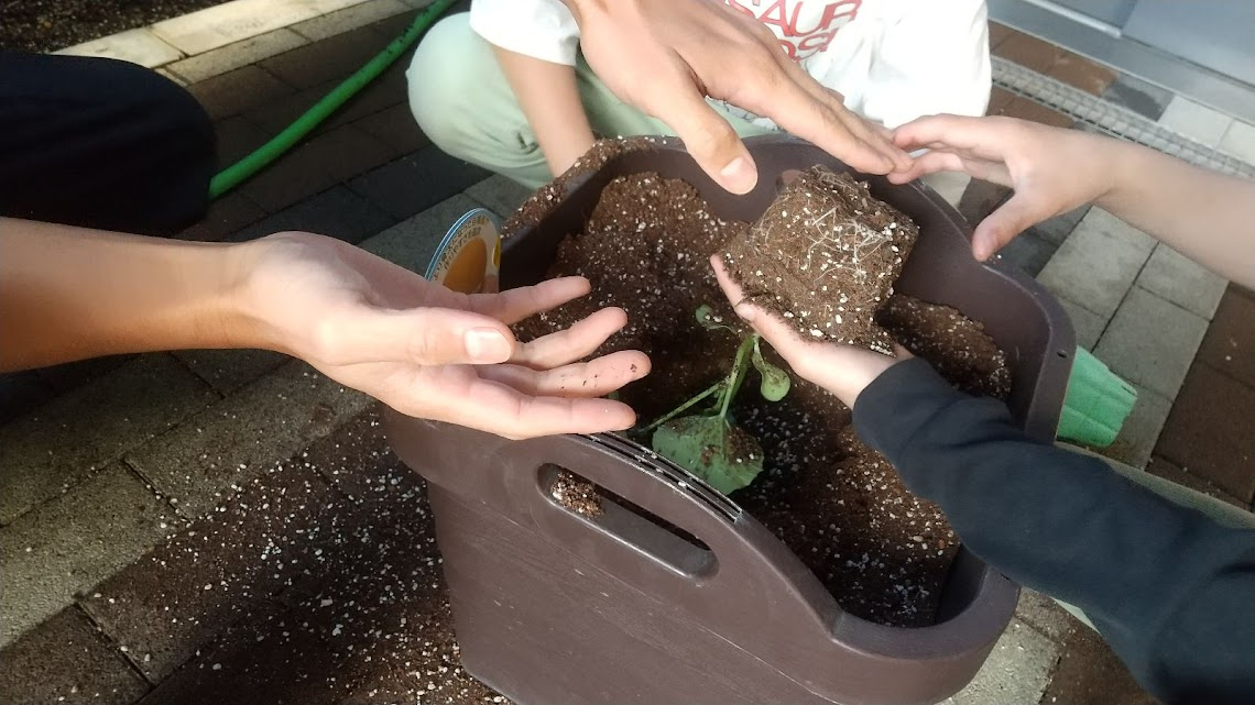 苗を植えるようす
