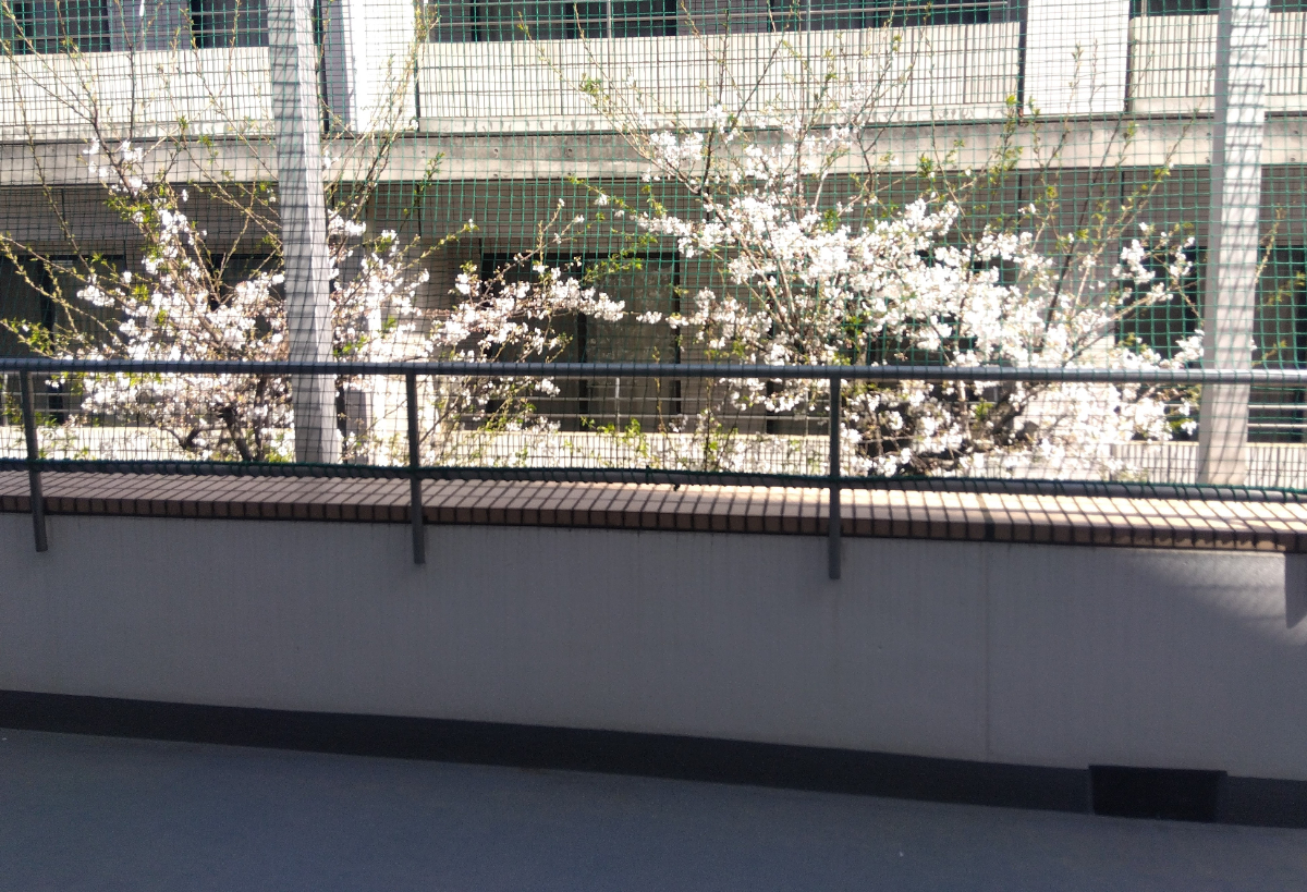 桜の写真