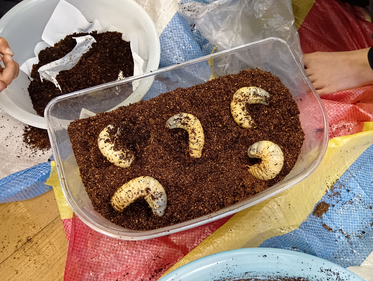 カブトムシの幼虫