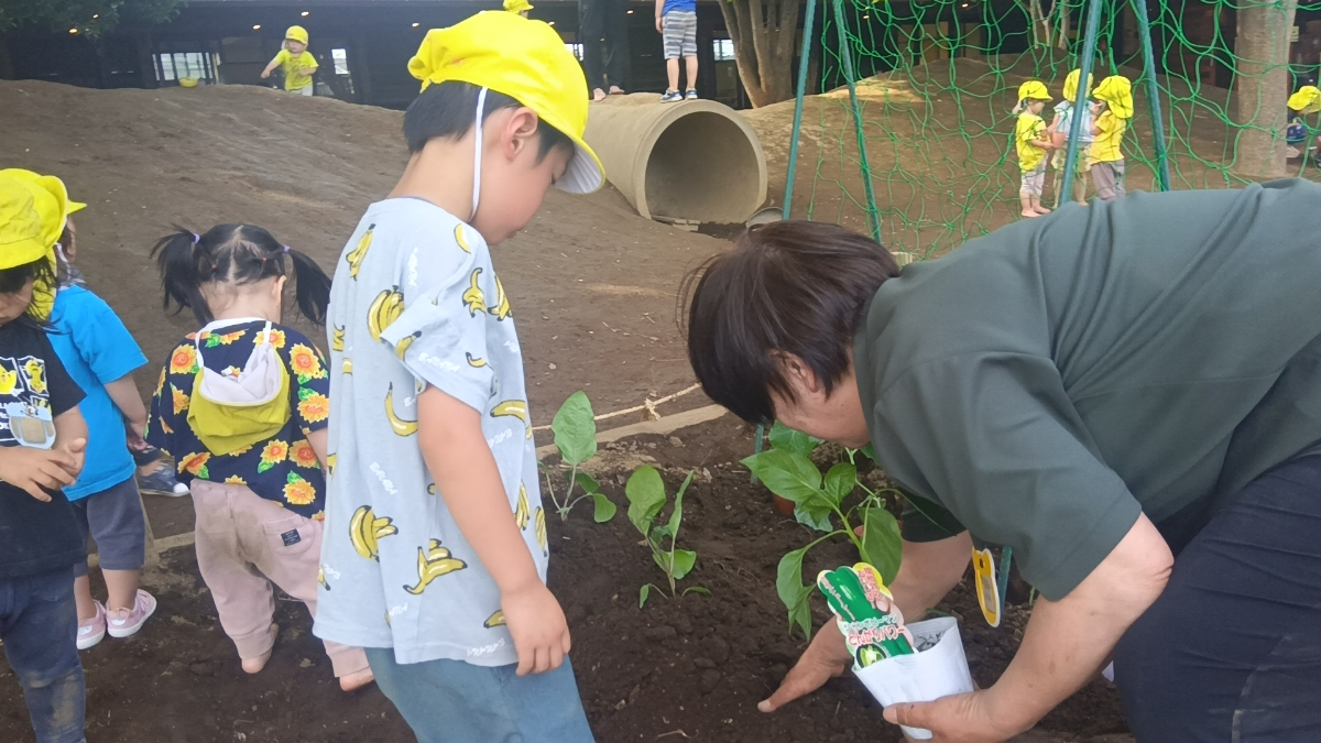 苗を植えていく様子