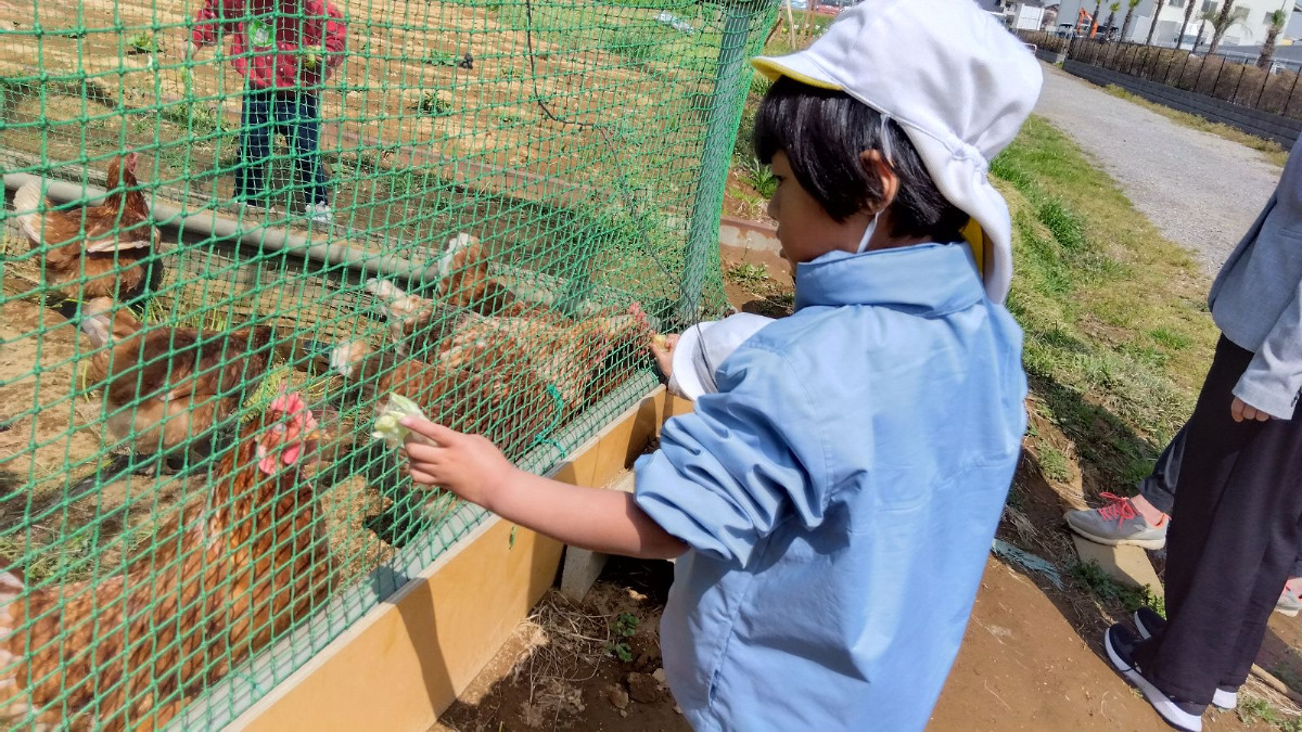 鶏を眺める子ども