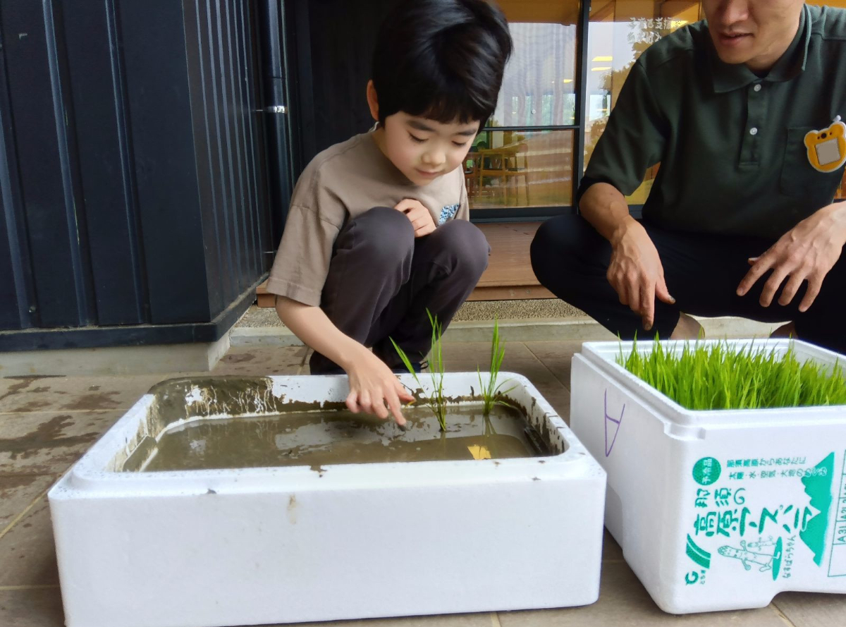 発泡スチロールに田植えをする様子