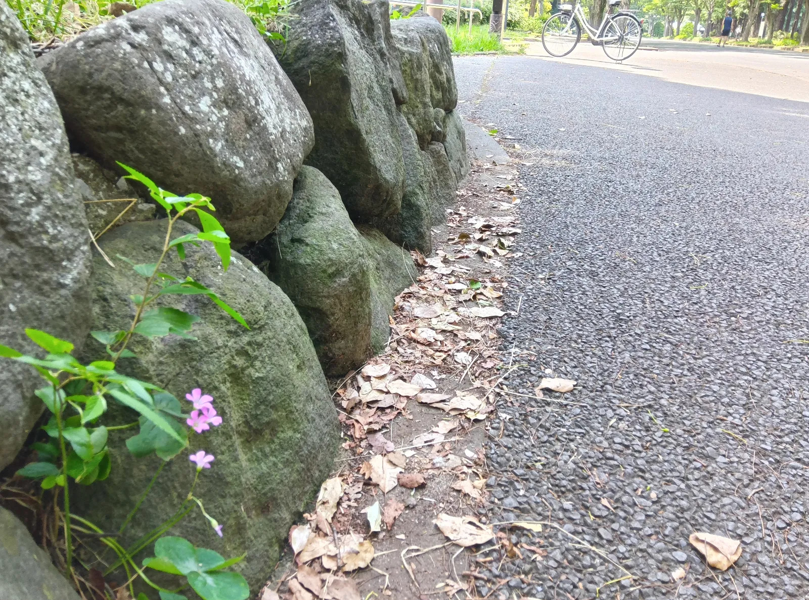 散歩道の写真