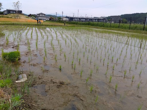 田植え後の田んぼの様子