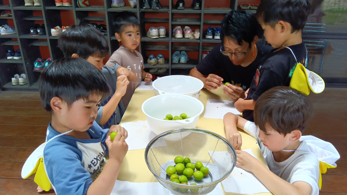 梅仕事をする子どもたち