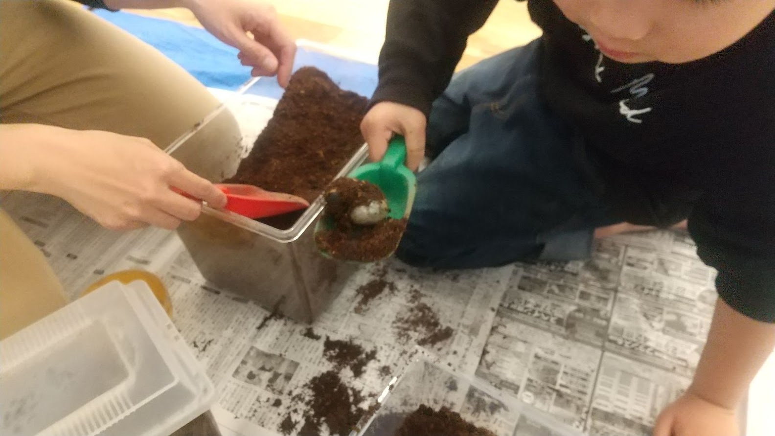 カブトムシの幼虫を移し替える子ども